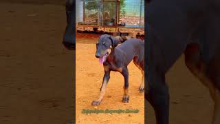 Kanni Puppy Rajapalayam Cooperative Kennels