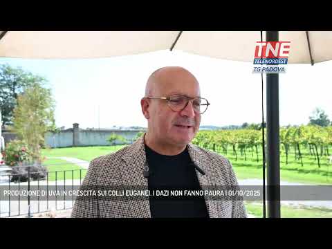 PRODUZIONE DI UVA IN CRESCITA SUI COLLI EUGANEI. I DAZI NON FANNO PAURA | 01/10/2025