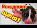 Роды собак , как рождаются щенки - Стаффордширский терьер .