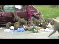 o ataque dos macacos.flv