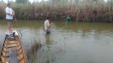 Cảnh bắt cá chẻm, cá ngác ở đầm dơi cà mau