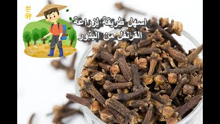 زراعة القرنفل من البذور