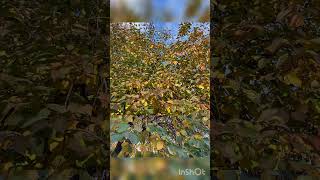 Чарівний жовтень 💚🧡💛 #жовтень #природа #краса