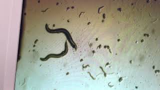 C. elegans N2 Wild Type Movement After Ethanol
