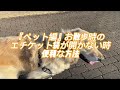 熊本 住宅会社 大型犬と暮らす リフォーム会社 女性のための家づくり アフターサービス評判がいい 13ペット編『お散歩時のエチケット袋が開かない時の便利法』