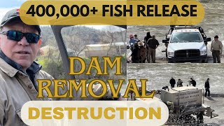 400,000+ fish release below Iron Gate And Clay Sediment on our river property