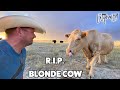 We Say Goodbye To Blonde Cow - Weekly Vlog #16