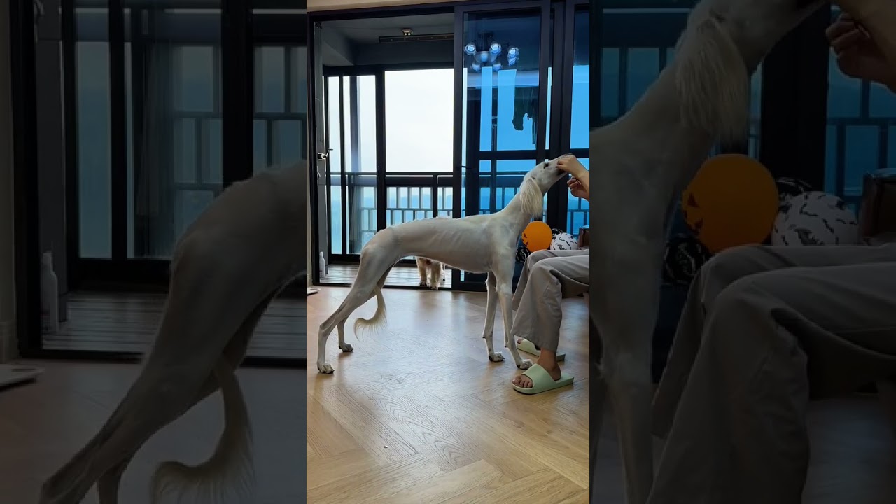 Những clip thú vi trên Internet 