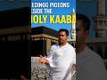 Feeding the pigeons. #kabah #makkah #short #youtubeshorts #islam
