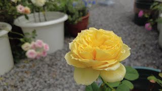 My roses Ep.13 เข้าสวนกุหลาบก่อนฝนจะตก กุหลาบเริ่มโรยรา เเต่ก็ยังพอมีให้ชื่นใจ #สวนกุหลาบ