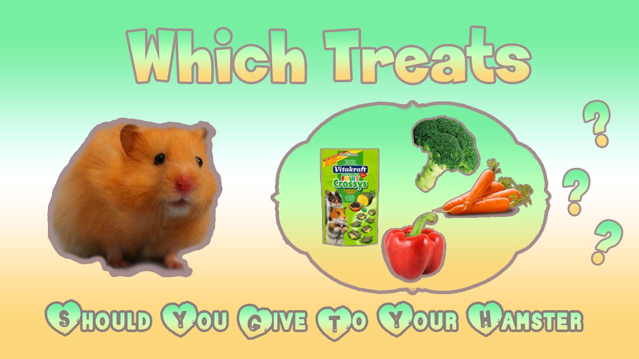 which-treats-should-you-give-to-your-hamster-youtube