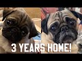 TEDDY'S 3-YEAR HOME UPDATE | Pug Puppy Gotcha Day