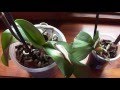 Почему остановился рост листика и корней у орхидеи, которая потеряла корни ?