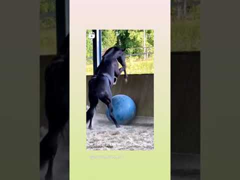 Video: Come Si Gioca A Cavallo