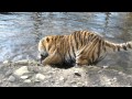 Amur (Siberian) Tiger at the Highland Wildlife Park.