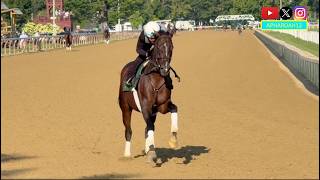 The Final Morning of Training Before Epic 2026 Whitney Stakes Showdown Sovereignty and More