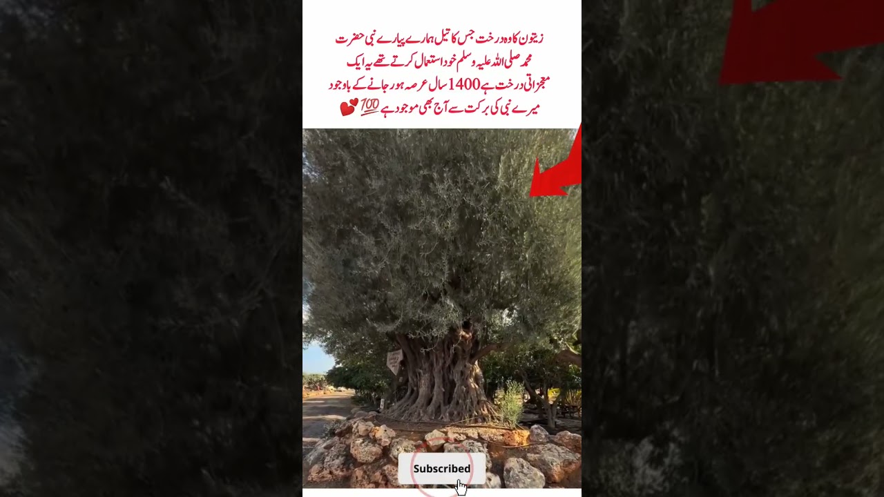 Blessed olive tree 