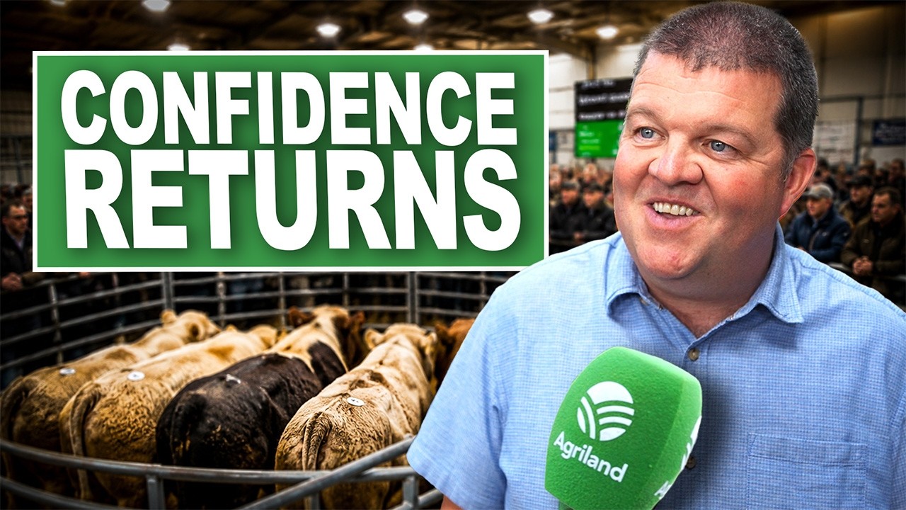 Trade strengthens at Roscommon Mart as demand for store cattle grows