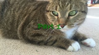 Demons cat(pet) mep *closed* *backups open*