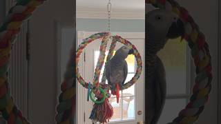 A quick video of Symon🦜Sorry about the lighting💡Its terrible🤣🦜#funnyparrot #parrot #birds #pets