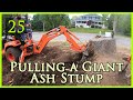 [25] Pulling a Giant Ash Stump (Kubota BX23s & Bobcat e45)