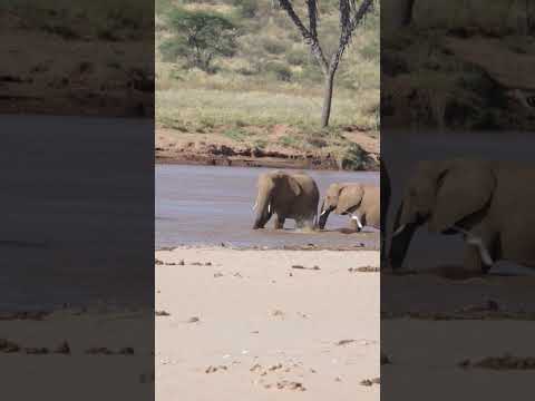 Elephants Crossing Ewaso Nyiro River Maneiwildlifephotograhy Safari Wildlife Travel