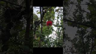 Продается Земля, Не Сельскохозяйственный, Цкаростави