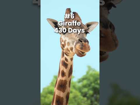This Animal Is