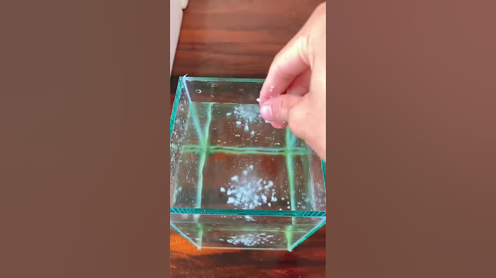 Những sai lầm khi mới mua cá 🐟 - mistakes when raising fish #menuoica