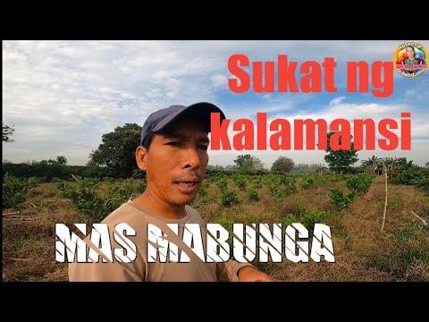 Video: Ano ang sukat ng mga puno?