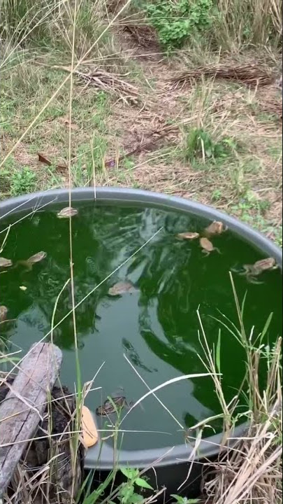 Cane Toads Drowning #shorts
