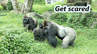 Gorilla moms Iriki and Tayari got scared of something  / 金剛猩猩媽媽到底被什麼嚇到?