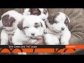 Tom Crean &amp; His Pups In Color Retro Poster