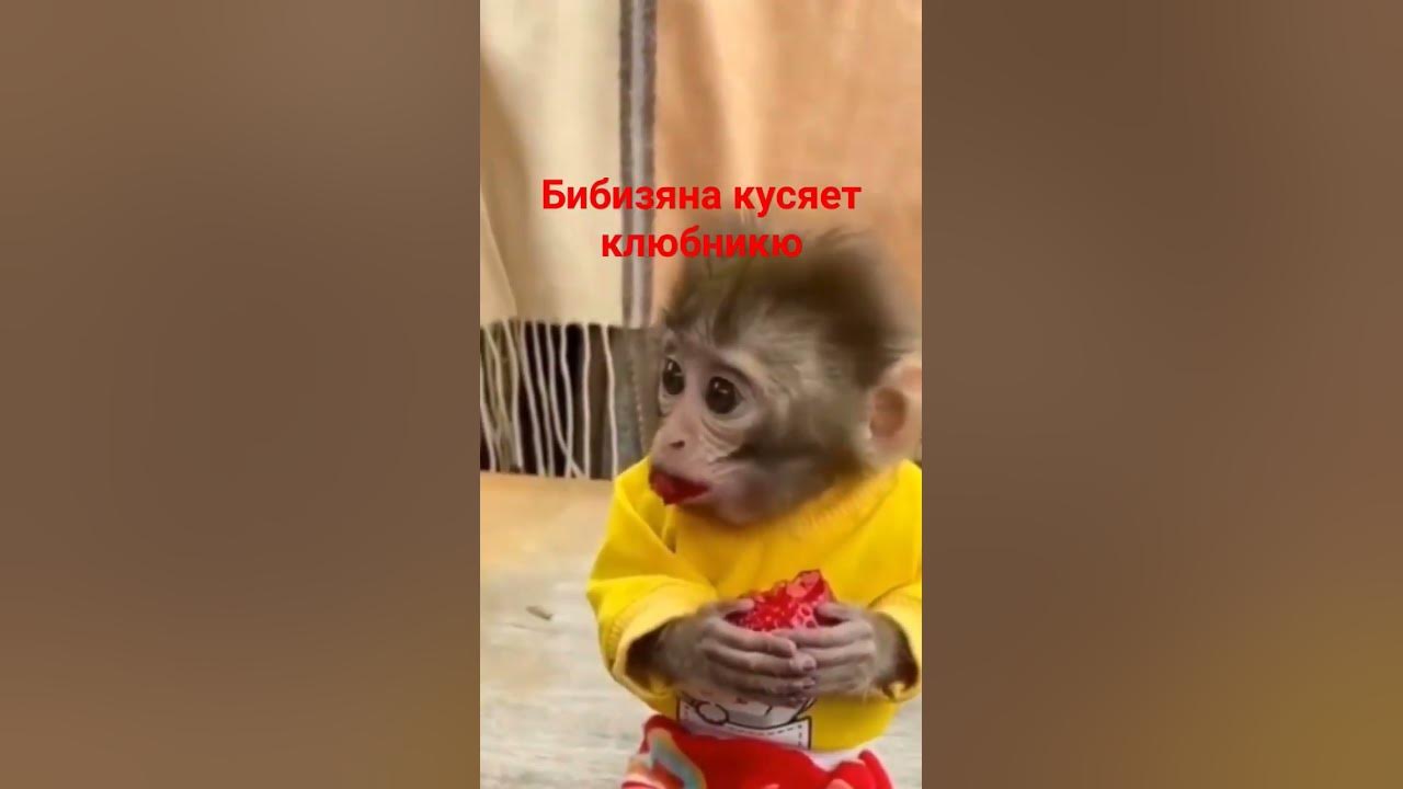 Бибизяна - YouTube