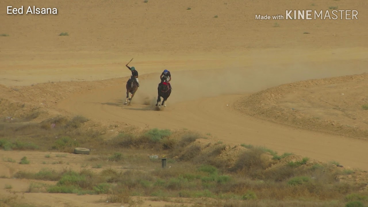 الحصان القاهر حاصل على المركز الأول 2020 في فلسطين، للمالك محمد الطرشان،