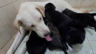 Mother Dog Cleaning And Feeds Puppies – ASMR Dog Licking