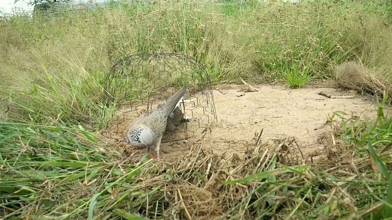 Bẫy cu gáy Gò Bầu 80. Con bổi gù, đứng ngoài đường còn nghe