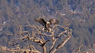 FOBBV🦅A Day In The Life Of Jackie & Shadow❤️️Decisions, Decisions...🔄Mating & Fish🦈2024-04-03