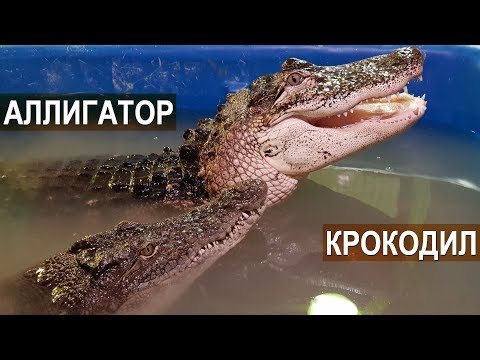 Крокодилы и аллигаторы на ферме Сергея Балаева