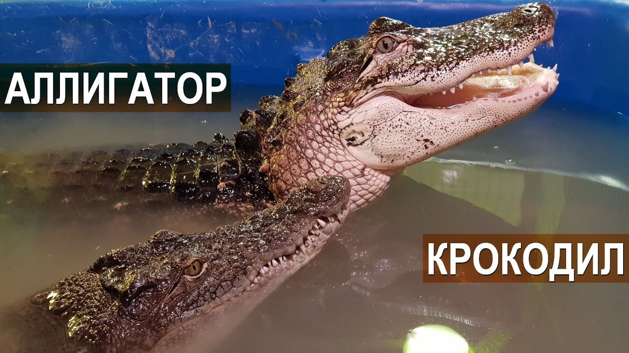 Пиво крокодилы на волге