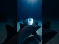 “Shark Found a Glowing UFO in the Bermuda Triangle 😳” Ep 21 #sharkpov #bermudatriangle #shorts