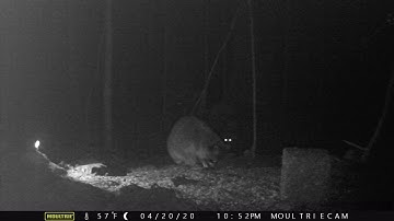 Rocky and Trash Panda fighting