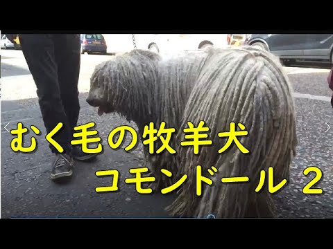 かわいい犬 羊を守る コモンドール 2 大型の牧羊犬 むく毛で筋骨隆々がっしり体格 面白いペット動画 Funny Big Dog Komondor Sheep Dog Youtube