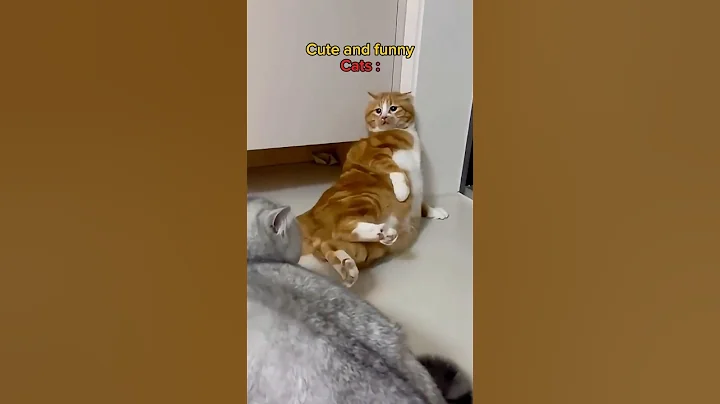 Video 11876961: cats meow funny animals, cat cute funny