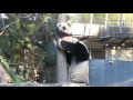 Giant panda mei xiang rescues bei bei