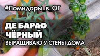 🍅 Обзор высокорослого томата Де Барао чёрный, растущего в необычном месте | Помидоры в ОГ