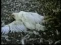Halloween Horror House Slaughter Animals Vegan Scary Movies Haunted Ghosts ...
