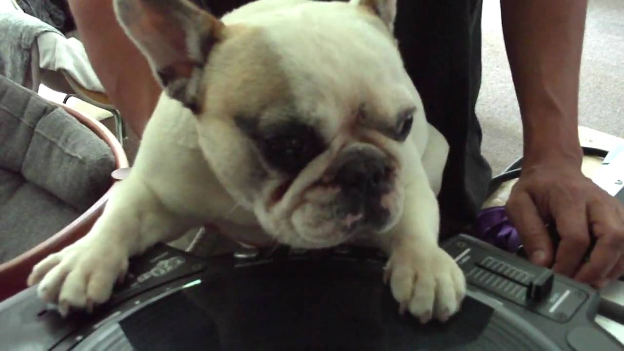 dj s dogs dj gif www pixshark images galleries with a bite dj s dogs dj gif www pixshark images galleries with a bite