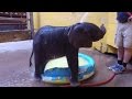 Watch This Excited Baby Elephant Splash Around During Her First Bath