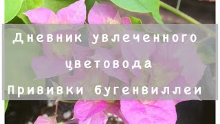 Прививки бугенвиллеи. Мультидерево